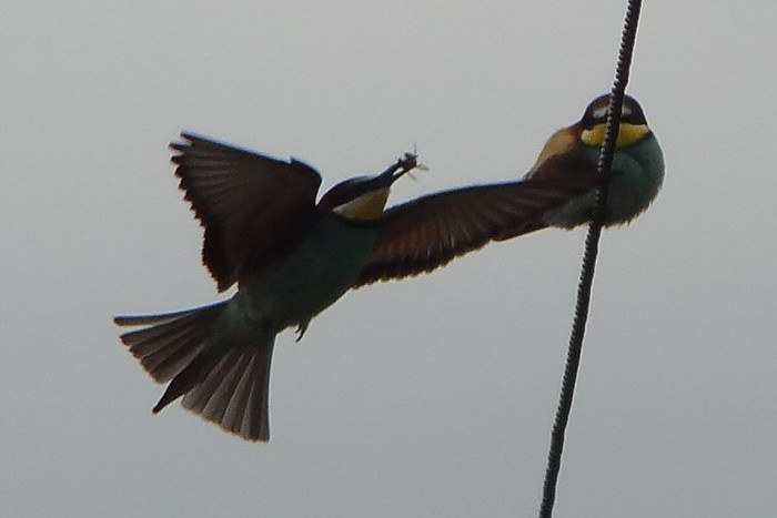 Bee-eater