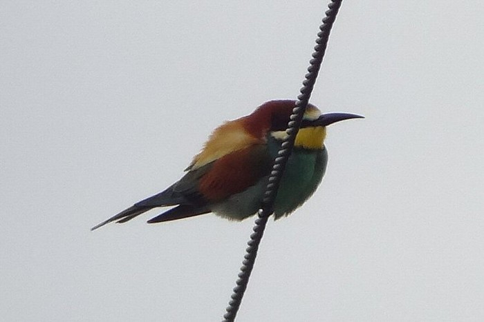Bee-eater