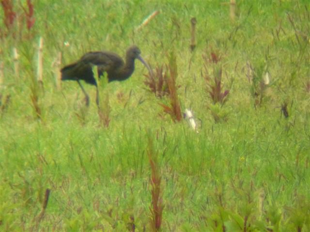 Glossy Ibis