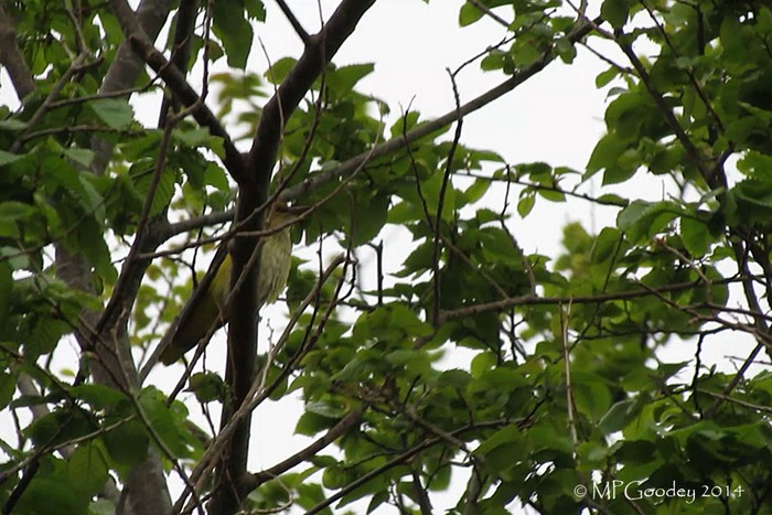 Golden Oriole