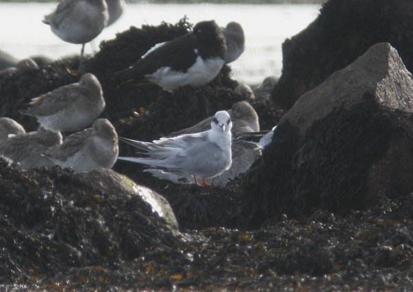 Forster's Tern