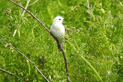 Sedge Warbler