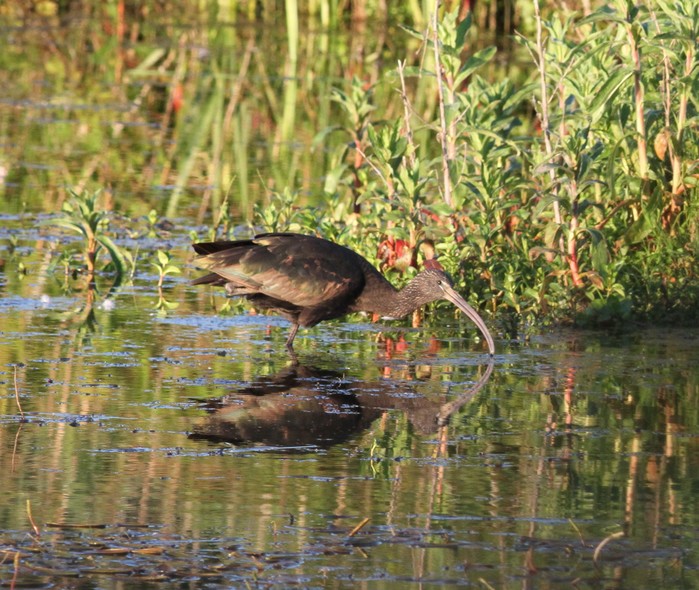 Glossy Ibis