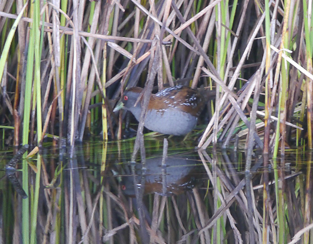 Baillon's Crake