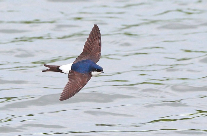 House Martin