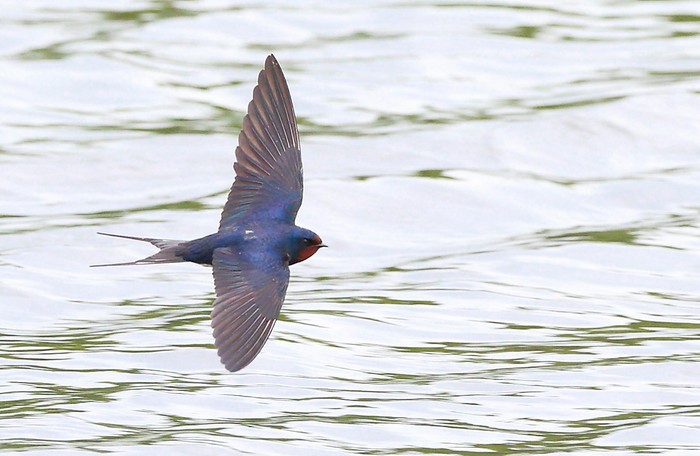 Swallow