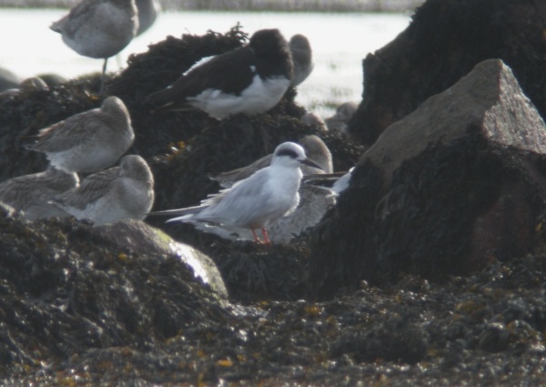 Forster's Tern