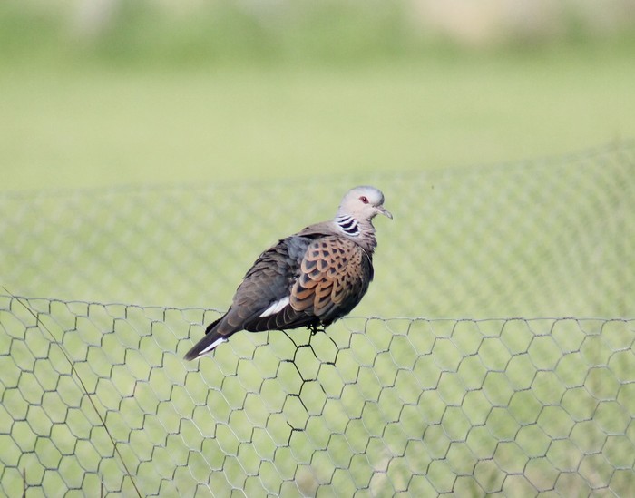 Turtle Dove