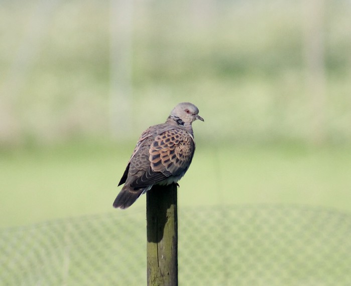 Turtle Dove