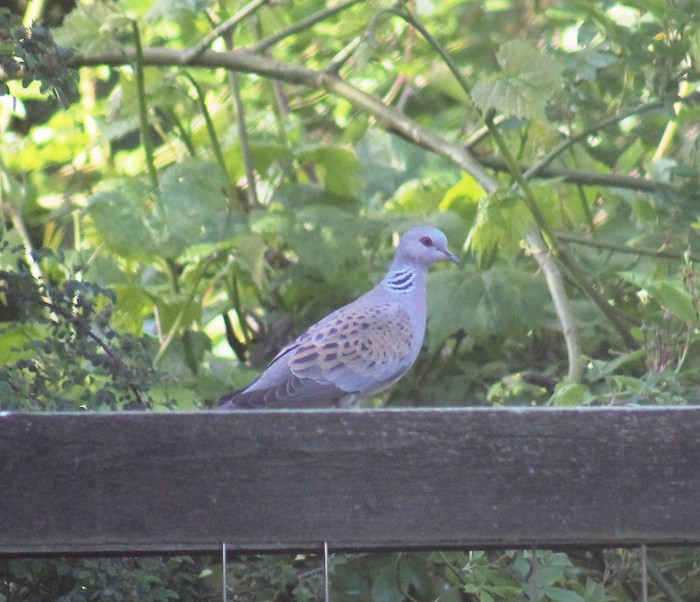 Turtle Dove