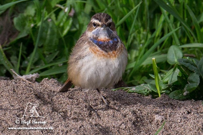 Bluethroat