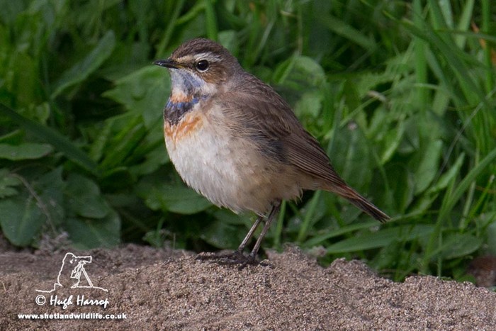 Bluethroat