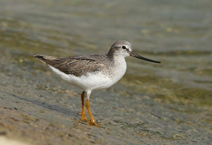Terek Sandpiper