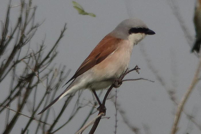 Red-backed Shrike