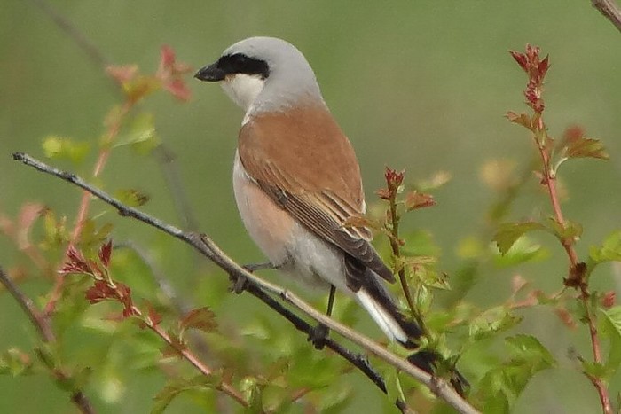 Red-backed Shrike