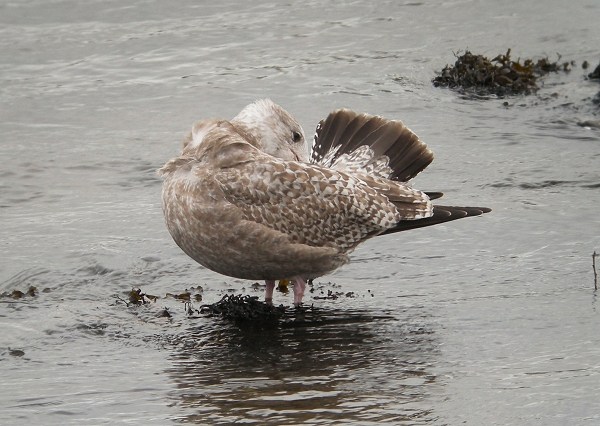 American Herring Gull