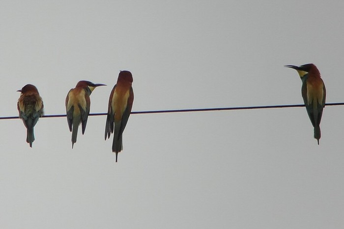 Bee-eater