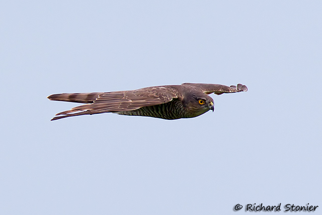 Sparrowhawk
