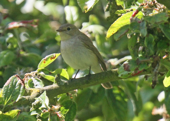 Red-breasted Flycatcher