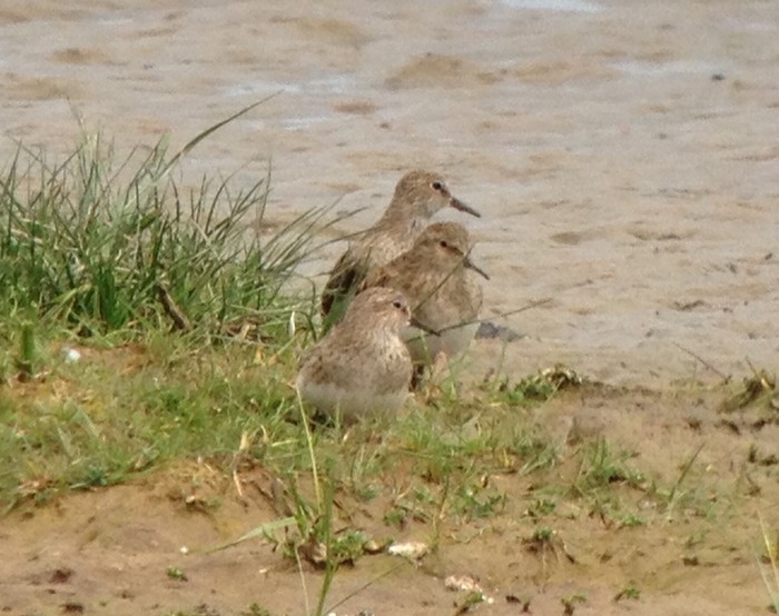 Temminck's Stint