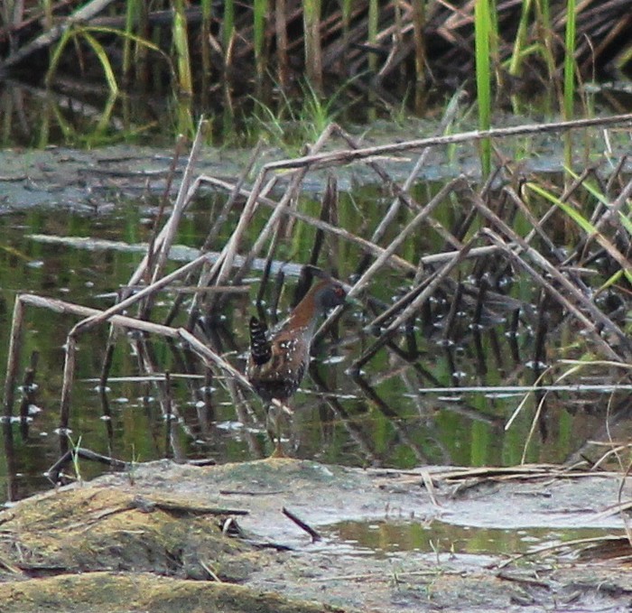 Baillon's Crake