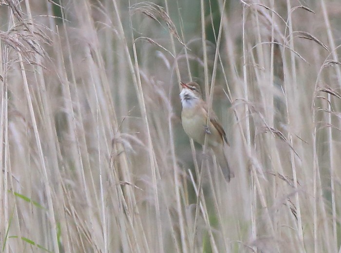 Great Reed Warbler