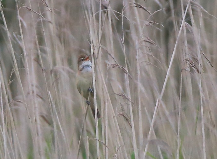 Great Reed Warbler