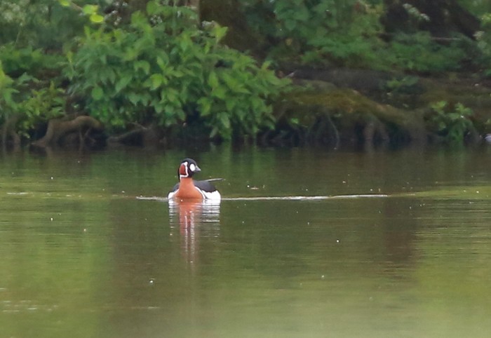 Red-breasted Goose