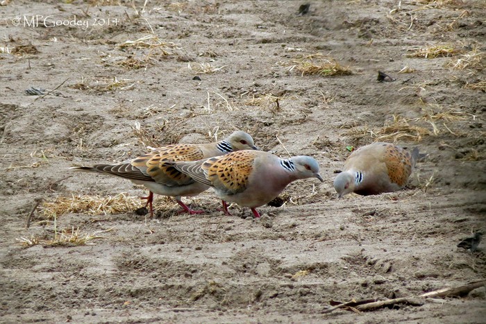 Turtle Dove