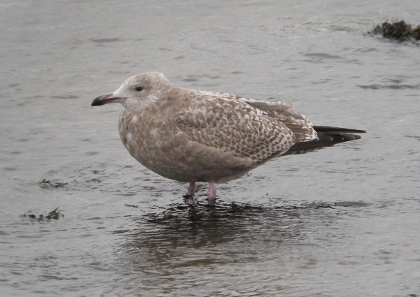 American Herring Gull