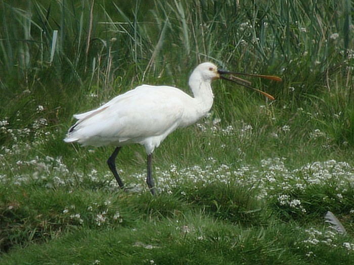 Spoonbill