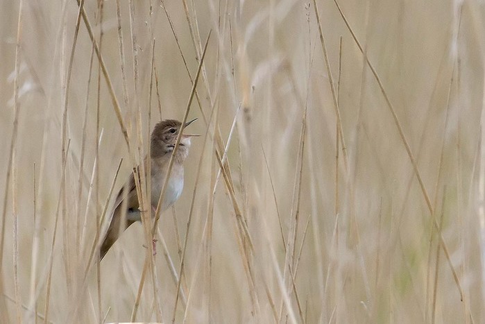 Savi's Warbler