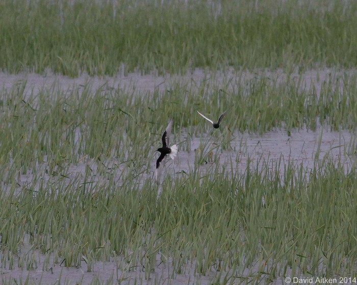 White-winged Black Tern