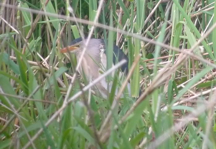 Little Bittern