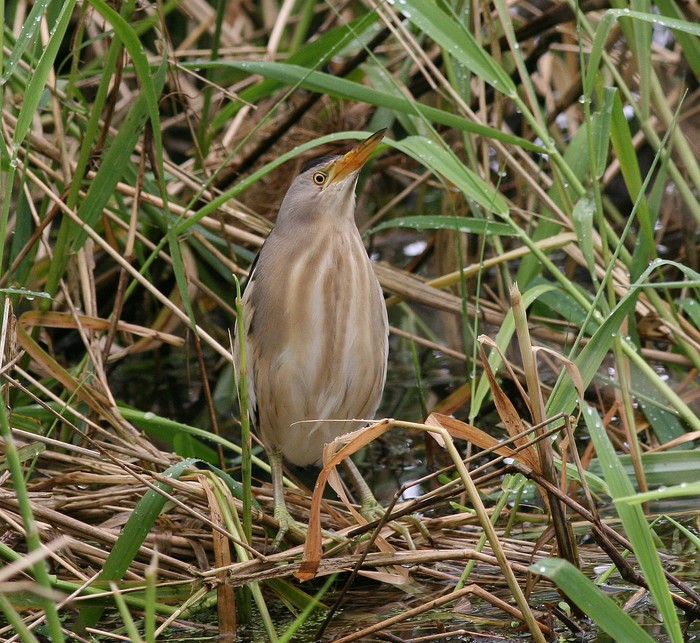 Little Bittern