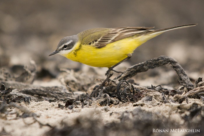 Blue-headed Wagtail