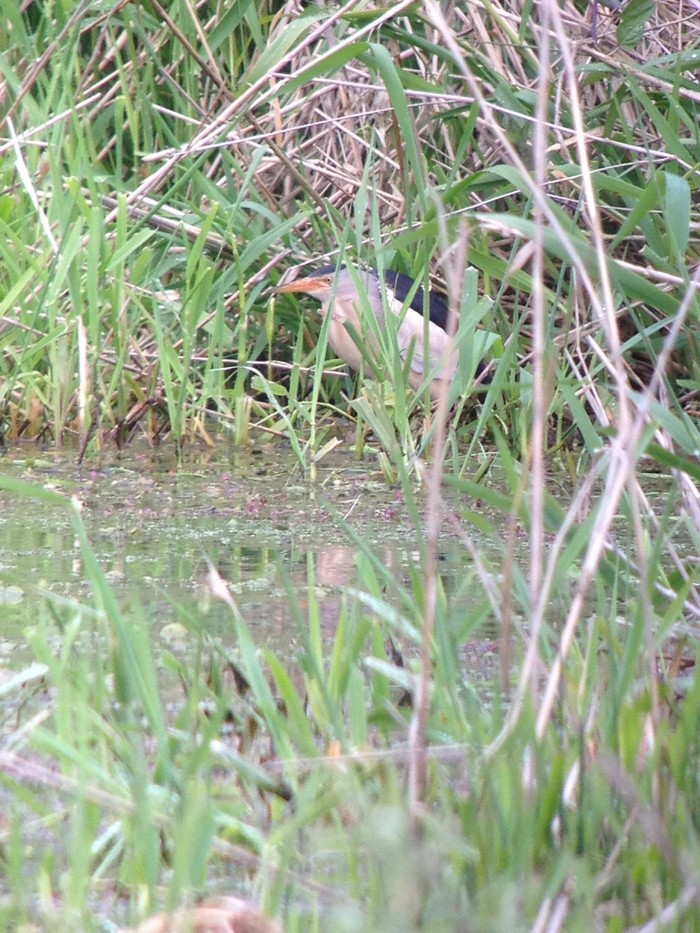 Little Bittern