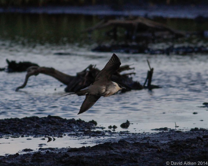 Long-tailed Skua