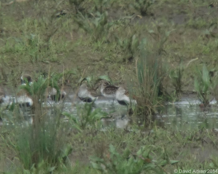 Broad-billed Sandpiper