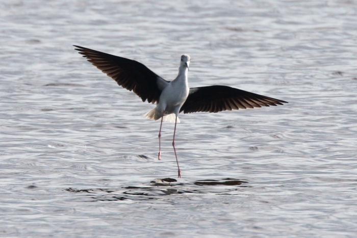 Black-winged Stilt