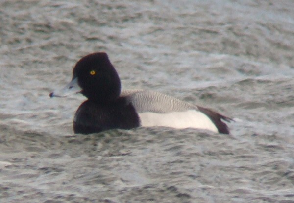 Lesser Scaup