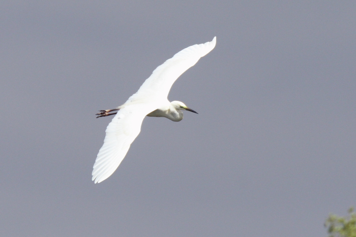 Great White Egret