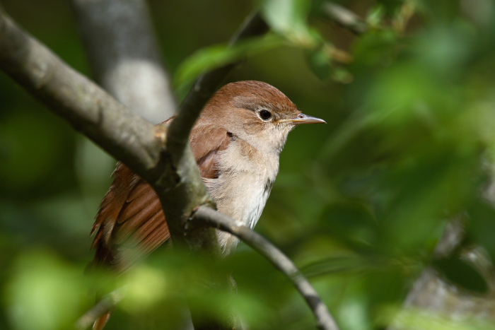 Nightingale