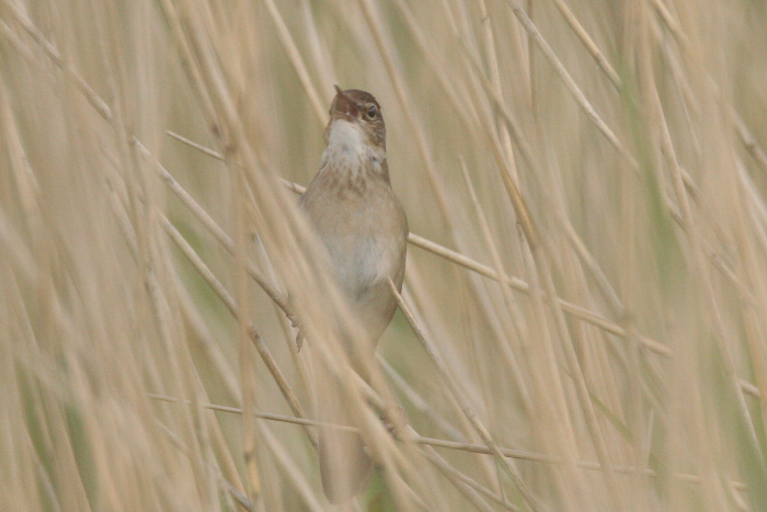 Savi's Warbler