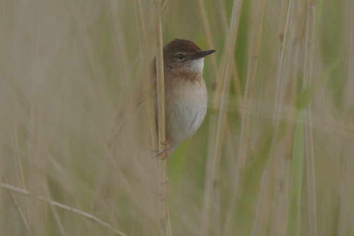 Savi's Warbler