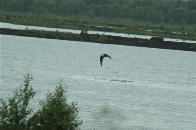 Long-tailed Skua