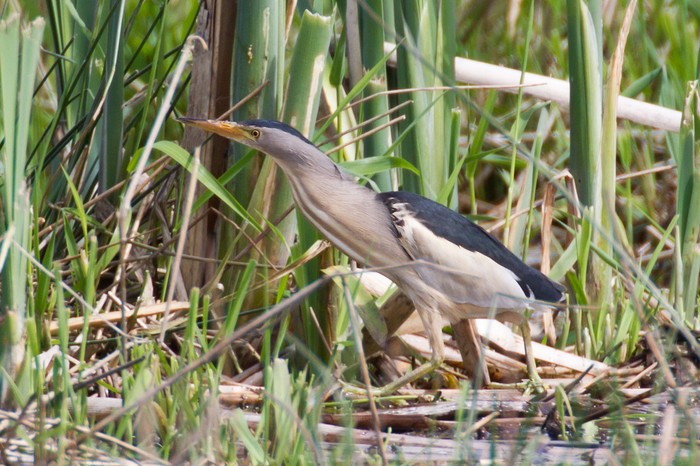 Little Bittern