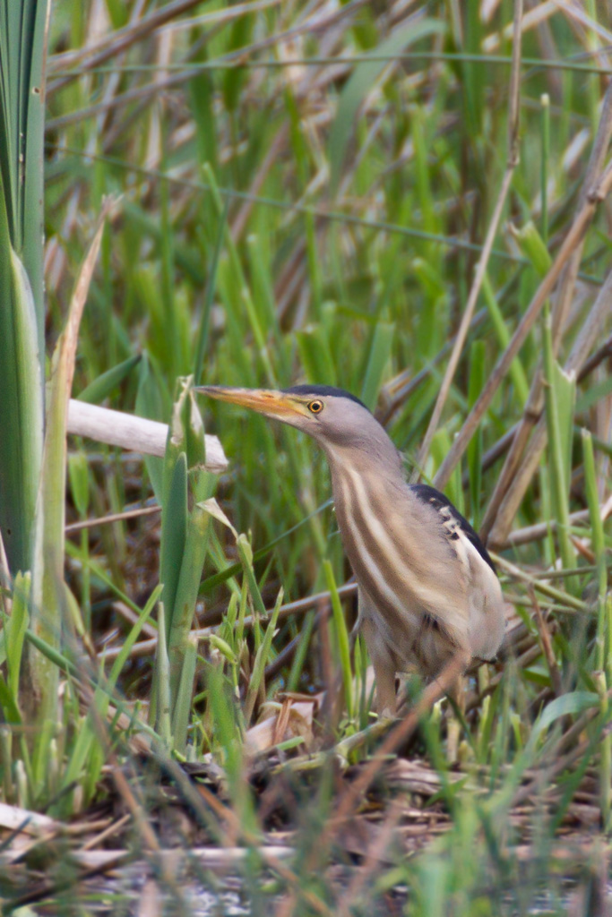 Little Bittern