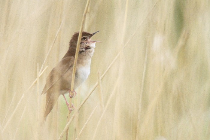 Savi's Warbler