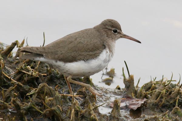 Spotted Sandpiper